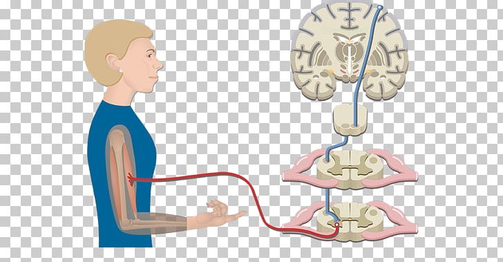 Pyramidal Tracts Extrapyramidal System Lateral Corticospinal Tract Internal Capsule PNG, Clipart, Anatomy, Arm, Brain, Child, Corticospinal Tract Free PNG Download