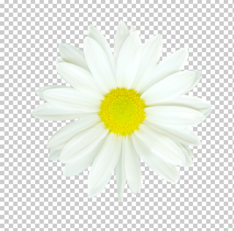 Daisy PNG, Clipart, Camomile, Chamomile, Daisy, Flower, Gerbera Free PNG Download