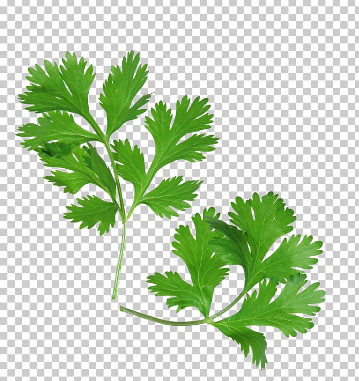 Coriander Health Mexican Cuisine Herb Parsley PNG, Clipart, Chervil, Cilantro, Coconut Oil, Cooking, Coriander Free PNG Download