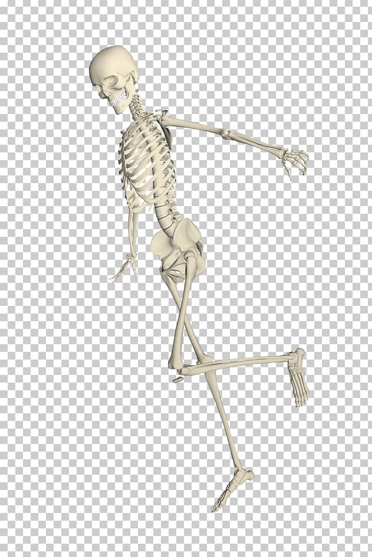 Human Skeleton Bone Skull PNG, Clipart, Anatomy, Arm, Bone, Bone Fracture, Fantasy Free PNG Download