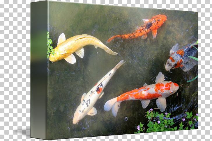 Koi Goldfish Fish Pond Feeder Fish Gallery Wrap PNG, Clipart, Art, Canvas, Fauna, Feeder Fish, Fish Free PNG Download