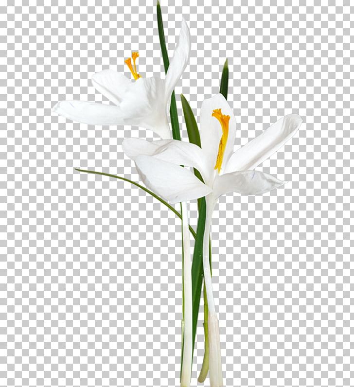 Photography PNG, Clipart, Calas, Cut Flowers, Digital Image, Digital Photo Frame, Floral Design Free PNG Download