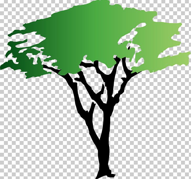 Wattles Tree PNG, Clipart, Animated Mangrove Forest, Black And White, Black Locust, Branch, Download Free PNG Download