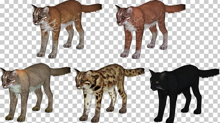 Asian Golden Cat Zoo Tycoon 2 Asian Golden Cat Cougar PNG, Clipart, Animal, Animal Figure, Animals, Asia, Asian Golden Cat Free PNG Download