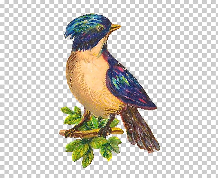 Bird Beak Feather PNG, Clipart, Animals, Antique, Beak, Bird, Clip Free PNG Download