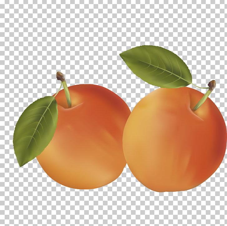Clementine Mandarin Orange Auglis Fruit PNG, Clipart, Apple, Apricot, Citrus, Diospyros, Encapsulated Postscript Free PNG Download