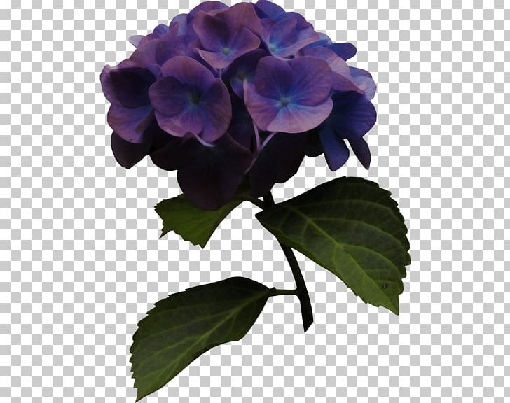 Hydrangea Blue PNG, Clipart, Bahar Cicekleri, Blue, Color, Cornales, Cut Flowers Free PNG Download