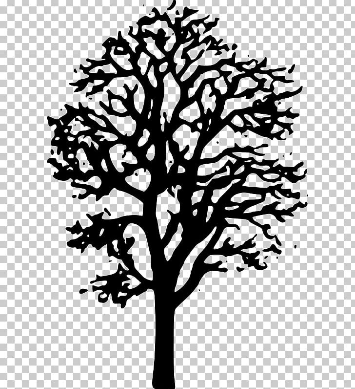 Japanese Maple Tree Red Maple PNG, Clipart, Autumn, Autumn Leaf Color, Black And White, Branch, Drawing Free PNG Download