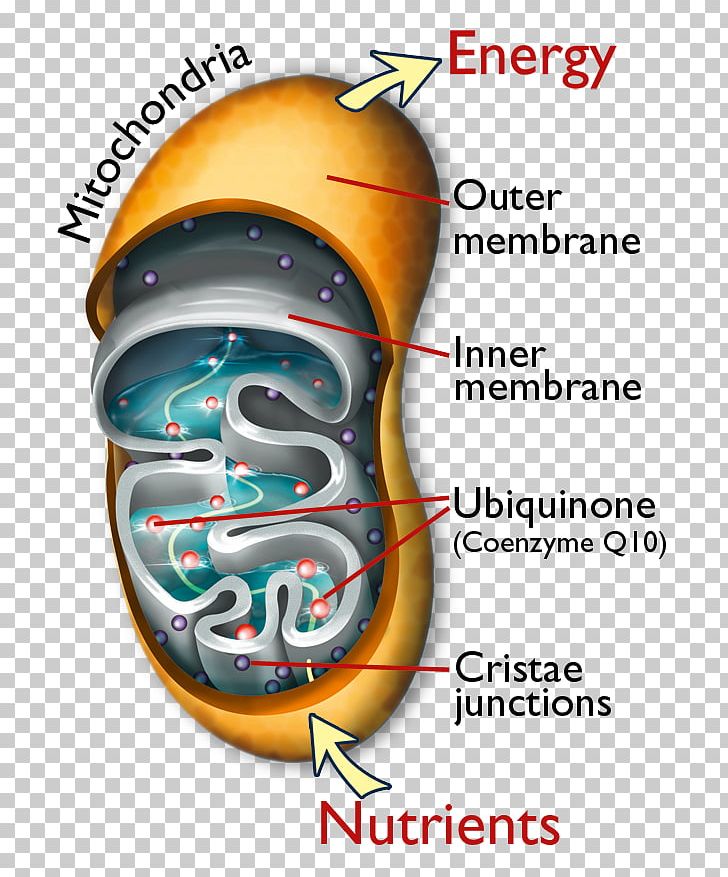 Nutrient Dietary Supplement Coenzyme Q10 Mitochondrion PNG, Clipart,  Free PNG Download