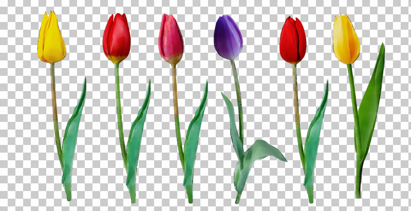 Plant Stem Tulip Lilies Petal Bud PNG, Clipart, Biology, Bud, Flower, Lilies, Lily Free PNG Download