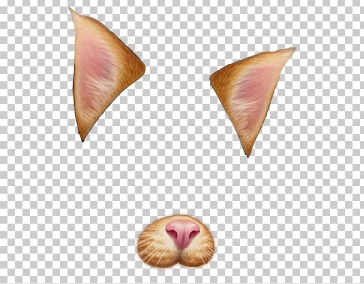 Cat Photographic Filter PNG, Clipart, Animals, Cat, Clip Art, Computer Icons, Favim Free PNG Download