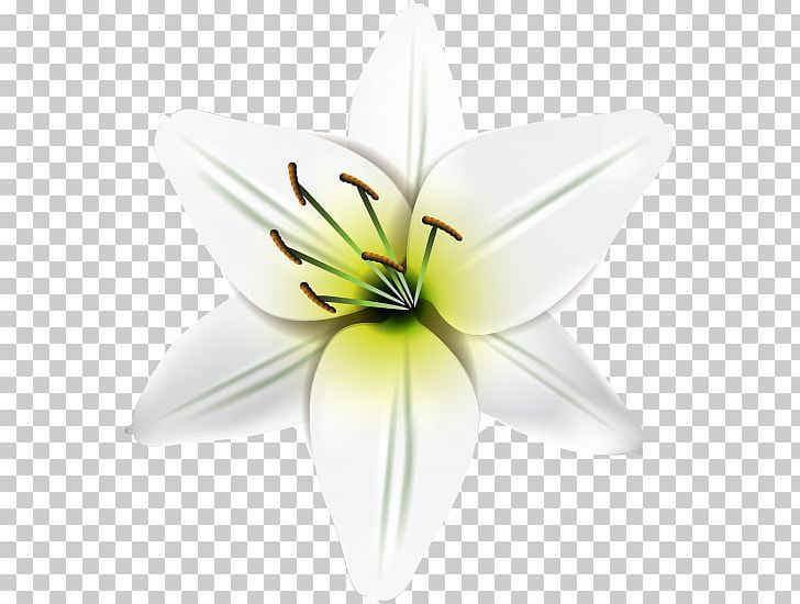 Cut Flowers Petal PNG, Clipart, Cut Flowers, Flower, Flowering Plant, Lilly, Lily Free PNG Download