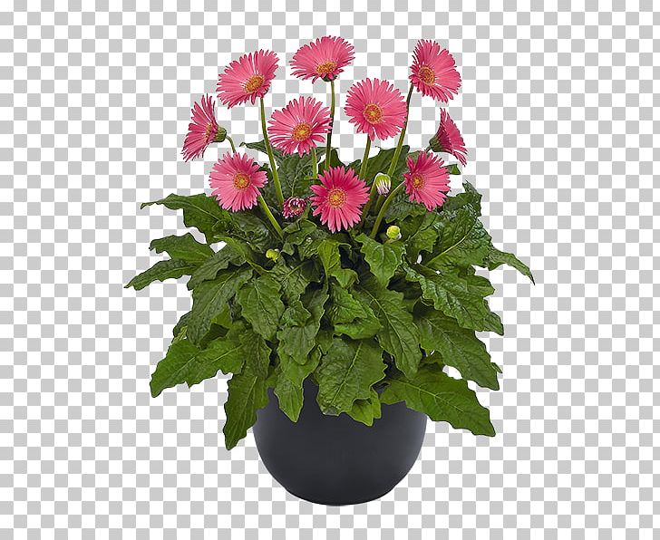 Cut Flowers Transvaal Daisy Floristry Plant PNG, Clipart, Annual Plant, Chrysanthemum, Chrysanths, Cut Flowers, Daisy Free PNG Download