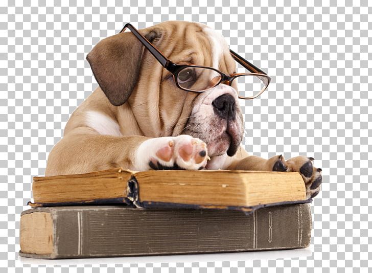 French Bulldog The Battle Of The Books Reading PNG, Clipart, Animals, Book, Book Discussion Club, Book Review, Breed Free PNG Download