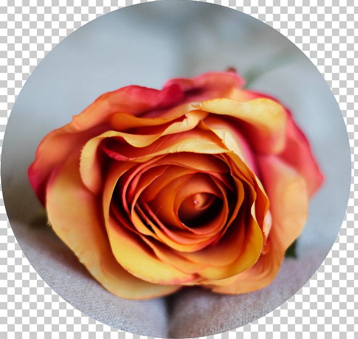 Garden Roses Cut Flowers Petal PNG, Clipart, Closeup, Closeup, Com, Cut Flowers, Email Free PNG Download