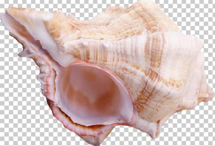 Cockle Conchology Shankha Seashell Animal Source Foods PNG, Clipart, Animals, Animal Source Foods, Clam, Clams Oysters Mussels And Scallops, Cockle Free PNG Download