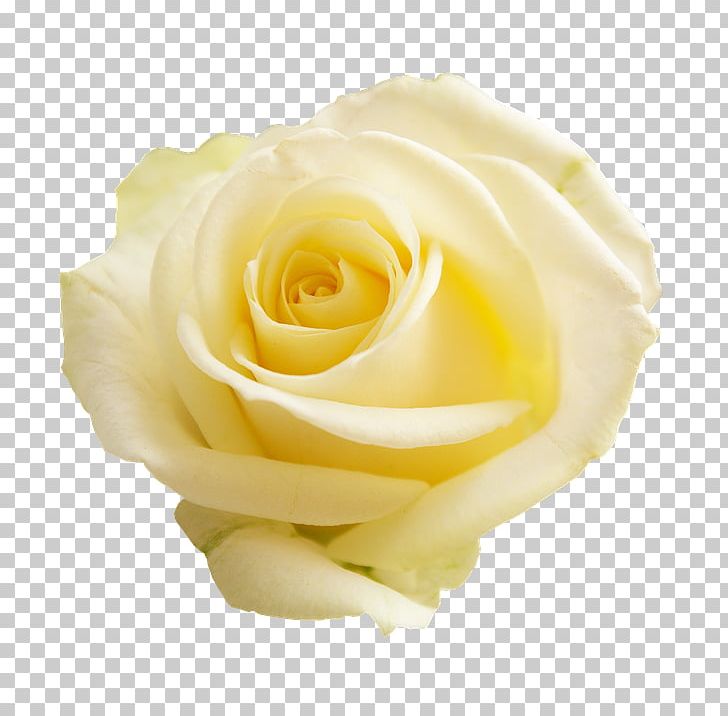 Flower Stock.xchng Garden Roses Desktop PNG, Clipart, Apg, Blue Rose, Closeup, Cut Flowers, Damask Rose Free PNG Download