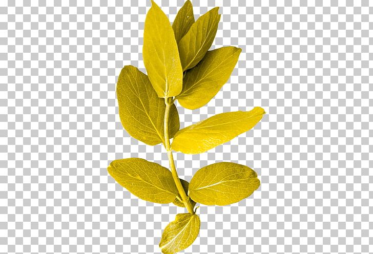 Leaf Plant Stem Twig Green PNG, Clipart, Aquifoliaceae, Aquifoliales, Blad, Cari, Common Holly Free PNG Download