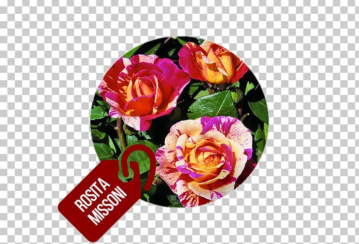 Garden Roses Floribunda Cabbage Rose Cut Flowers PNG, Clipart, Barni, Cut Flowers, Floral Design, Floribunda, Floristry Free PNG Download