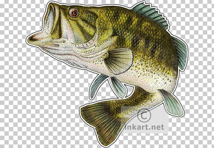 Largemouth Bass Smallmouth Bass Fish PNG, Clipart, Animals, Barramundi, Bass, Bass Fish, Bluegill Free PNG Download