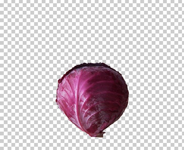 Red Cabbage Juice Savoy Cabbage Organic Food PNG, Clipart, Brassica Oleracea, Cabbage, Cabbage Family, Color, Extract Free PNG Download