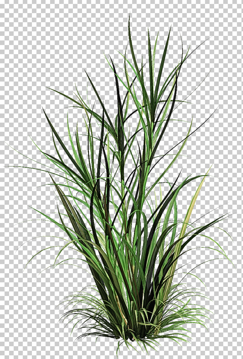 Grass Plant Flower Terrestrial Plant Grass Family PNG, Clipart, Chives, Flower, Grass, Grass Family, Houseplant Free PNG Download