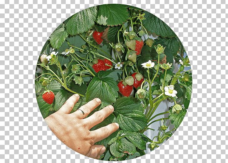 Amazon.com Vertical Farming Food Agriculture Gardening PNG, Clipart, Agriculture, Amazoncom, Flowerpot, Food, Foot Free PNG Download