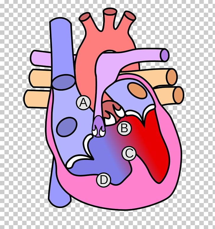 Congenital Heart Defect Aortic Valve Diagram Anatomy PNG, Clipart, Anatomy, Aorta, Aortic Valve, Area, Artwork Free PNG Download