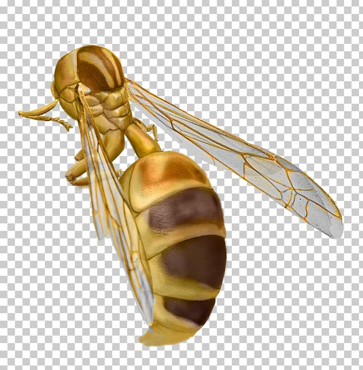 Hornet Insect True Bugs Pollinator PNG, Clipart, Animals, Arthropod, Baygon, Hornet, Insect Free PNG Download