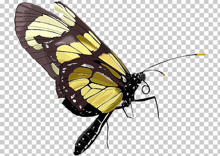 Monarch Butterfly Adobe Photoshop Portable Network Graphics Borboleta PNG,  Clipart, Adobe Flash, Animals, Arthropod, Borboleta, Brush