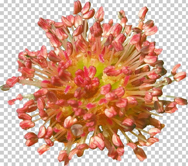 Chrysanthemum Cut Flowers Petal PNG, Clipart, Chrysanthemum, Chrysanths, Cut Flowers, Elm, Flower Free PNG Download
