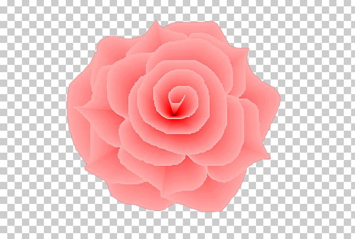 Garden Roses Light Flower Centifolia Roses Pink PNG, Clipart, Birth, Centifolia Roses, Chiffon, Color, Cut Flowers Free PNG Download
