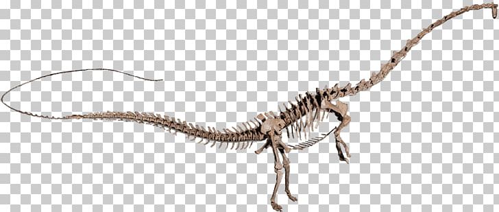 Amphicoelias Velociraptor Diplodocus Argentinosaurus Apatosaurus PNG, Clipart, Amphicoelias, Animal, Animal Figure, Apatosaurus, Argentinosaurus Free PNG Download