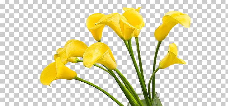 Cut Flowers Shrove-Tide Flower Bouquet PNG, Clipart, Blog, Bud, Cicek, Cicek Resimleri, Common Sunflower Free PNG Download