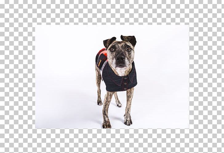 Dog Breed Jacket Polar Fleece Clothing PNG, Clipart, Animals, Clothing, Collar, Dog, Dog Breed Free PNG Download