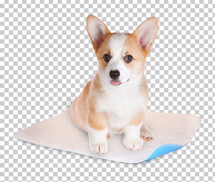 Pembroke Welsh Corgi Cardigan Welsh Corgi Puppy Miniature Schnauzer Wales PNG, Clipart, Animals, Cardigan Welsh Corgi, Carnivoran, Coat, Companion Dog Free PNG Download