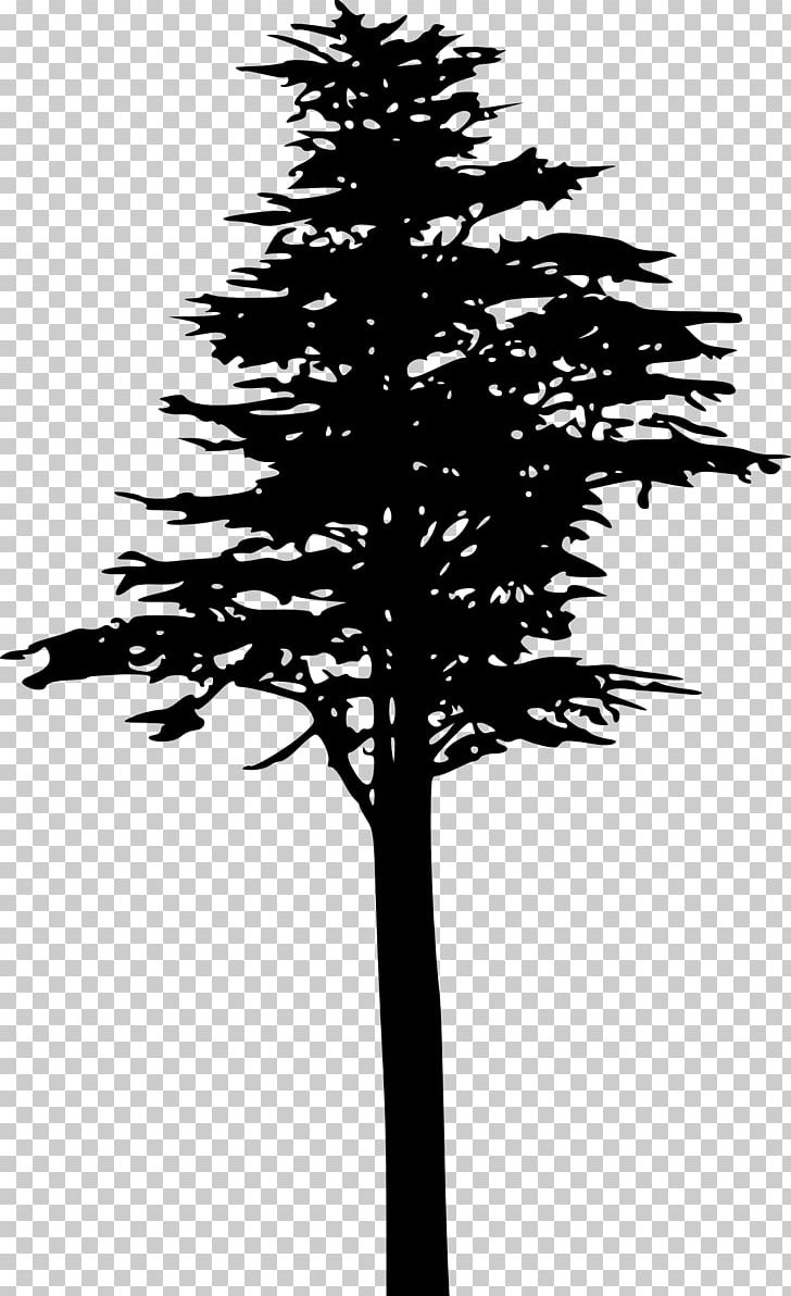 Tree Pinus Contorta Silhouette Branch PNG, Clipart, Black And White, Branch, Coconut Tree, Conifer, Conifer Cone Free PNG Download