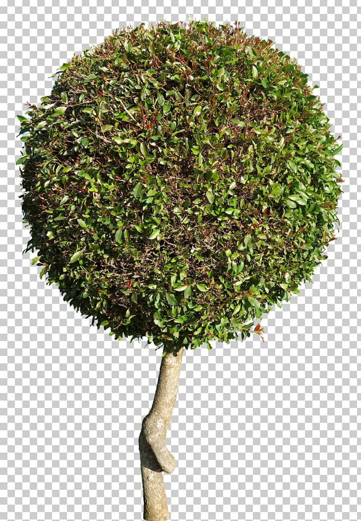 Tree Shrub Flowerpot PNG, Clipart, Flowerpot, Grass, Nature, Naturephotography, Plant Free PNG Download