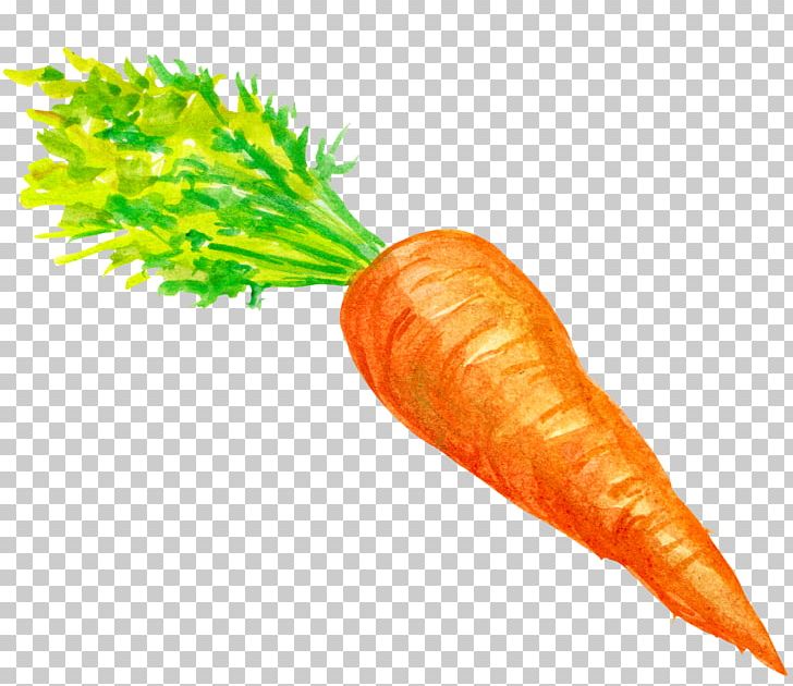 Baby Carrot Vegetable PNG, Clipart, Brassica Oleracea, Carotene, Carrot, Cartoon, Christmas Decoration Free PNG Download