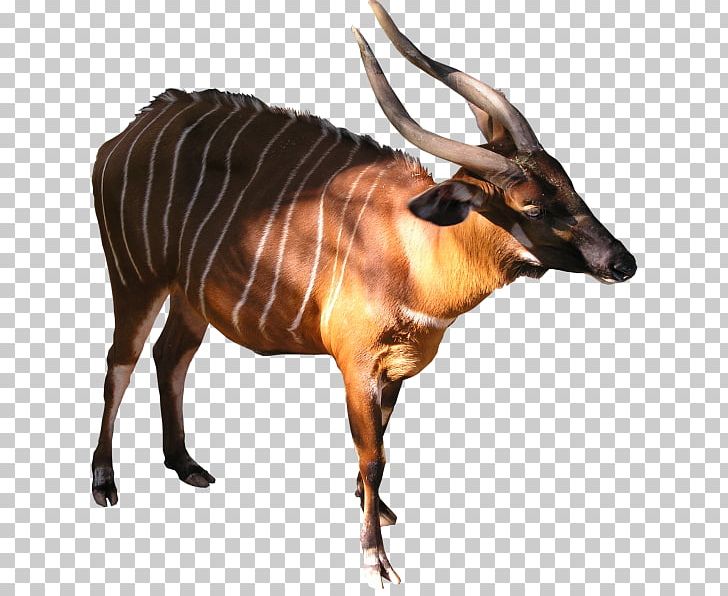 Bongo Kudu Antelope Goat Common Eland PNG, Clipart, Animal, Animals, Antelope, Antler, Bongo Free PNG Download