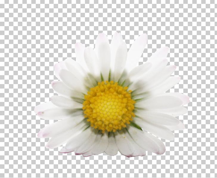 Oxeye Daisy Stock Photography Model Depositphotos PNG, Clipart, Aster, Chamaemelum Nobile, Chrysanthemum, Chrysanths, Daisy Free PNG Download
