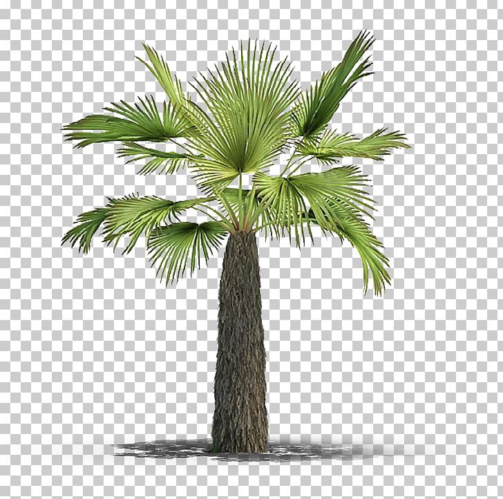 Asian Palmyra Palm Arecaceae Plant Tree Botany PNG, Clipart, 3 D Model, Arecaceae, Arecales, Asian Palmyra Palm, Borassus Free PNG Download