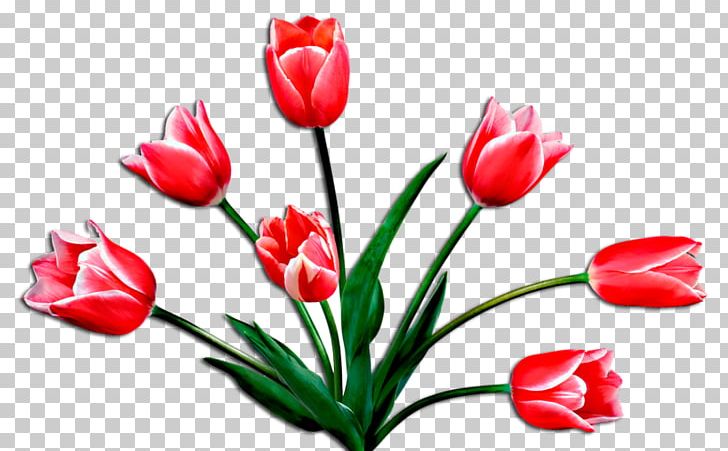 Flower Tulip Open PNG, Clipart, Bud, Cut Flowers, Desktop Wallpaper, Drawing, Floral Design Free PNG Download