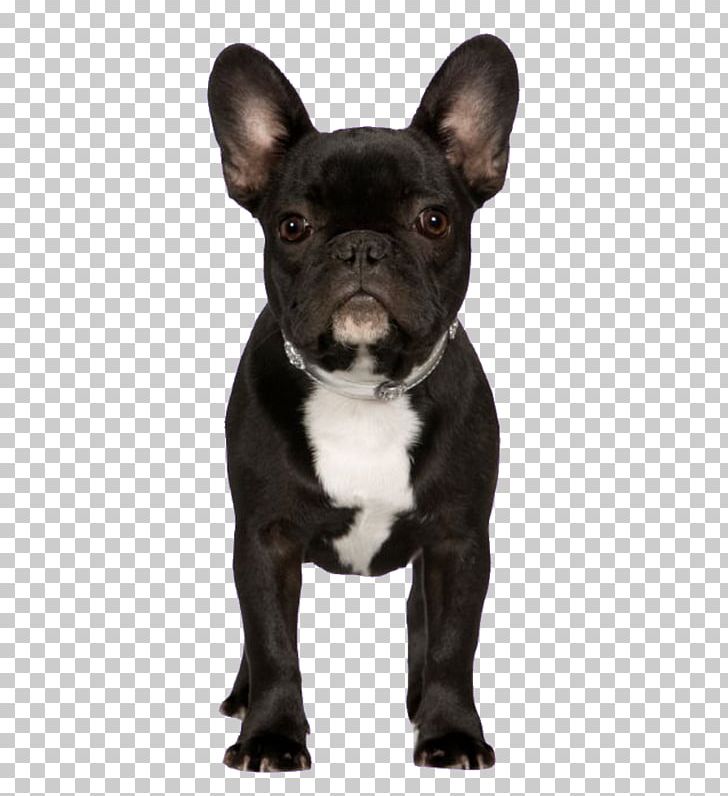 French Bulldog Puppy Pug Dog Breed PNG, Clipart,  Free PNG Download