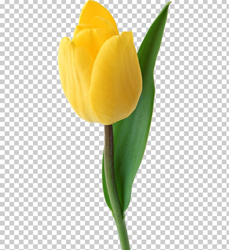 Tulip Computer Icons PNG, Clipart, Bud, Computer Icons, Cut Flowers, Desktop Wallpaper, Download Free PNG Download