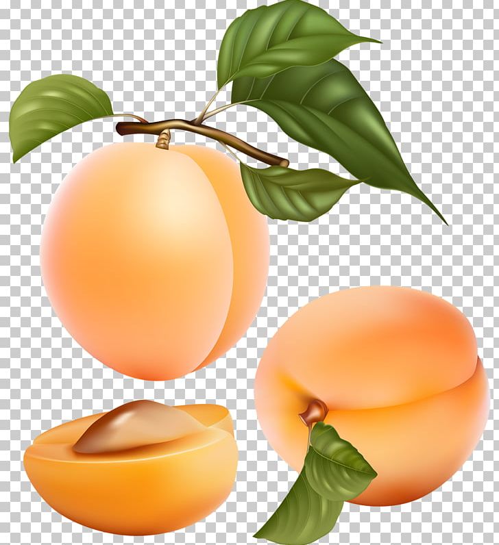 Apricot Fruit Peach Illustration PNG, Clipart, Citrus, Diet Food, Digital Image, Diospyros, Drawing Free PNG Download