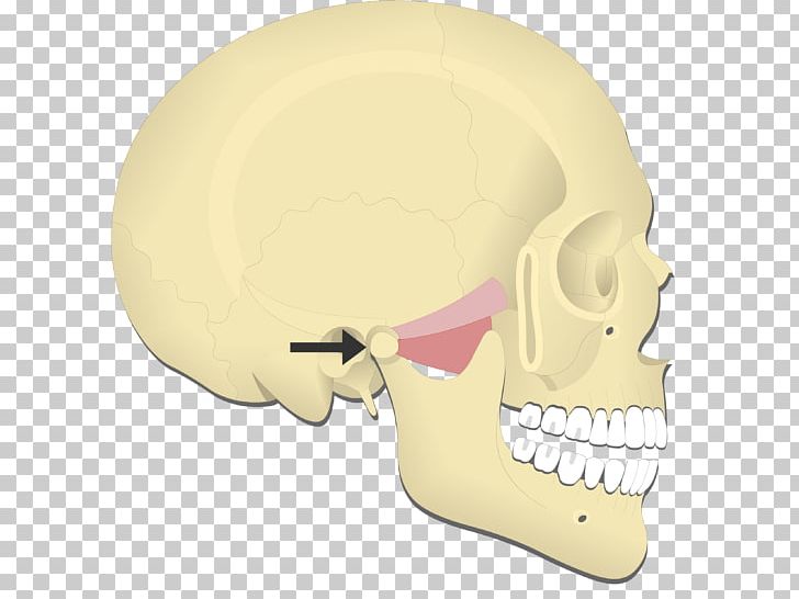 Mandible Medial Pterygoid Muscle Lateral Pterygoid Muscle Protraction Joint PNG, Clipart, Action, Attachment, Bone, Ear, Head Free PNG Download