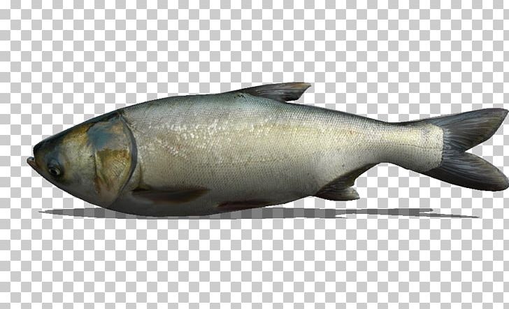Milkfish Marine Biology Salmon As Food Oily Fish PNG, Clipart, Biology, Bony Fish, Fauna, Fish, Herring Free PNG Download