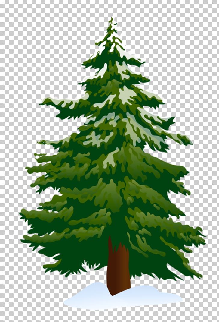 Pine Tree Fir PNG, Clipart, Biome, Blog, Branch, Christmas, Christmas Decoration Free PNG Download