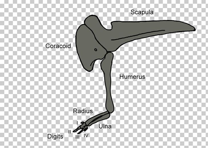 Bird Beak Sketch PNG, Clipart, 3d Modeling, Angle, Arm, Art, Avialae Free PNG Download